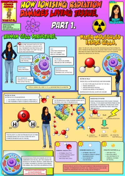 How Ionising Radiation Damages Living Tissue. Part 1