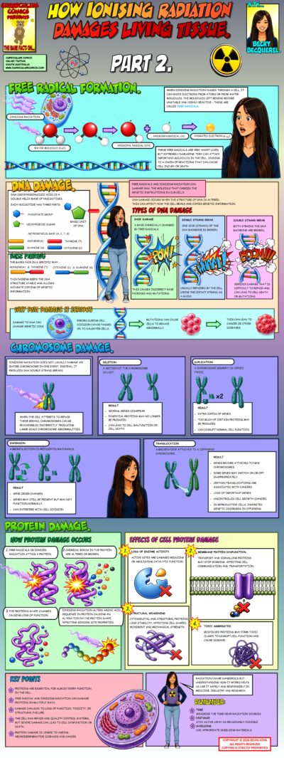 How Ionising Radiation Damages Living Tissue. Part 2